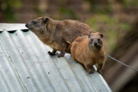 Daman skalni - Procavia capensis - Rock Hyrax o2280